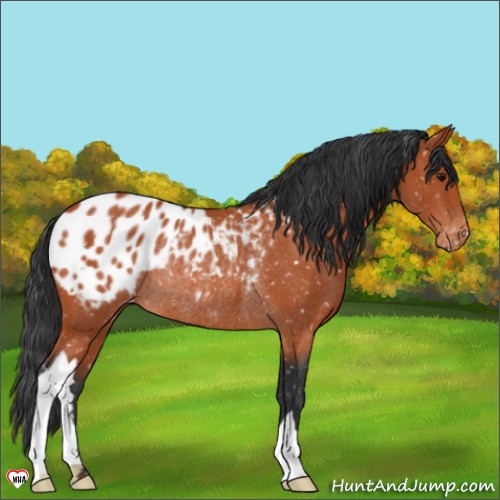 Horse Color:Bay Appaloosa Rabicano 
