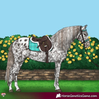 Horse Color:Liver Chestnut Appaloosa Rabicano 
