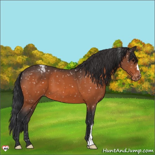 Horse Color:Bay Appaloosa 