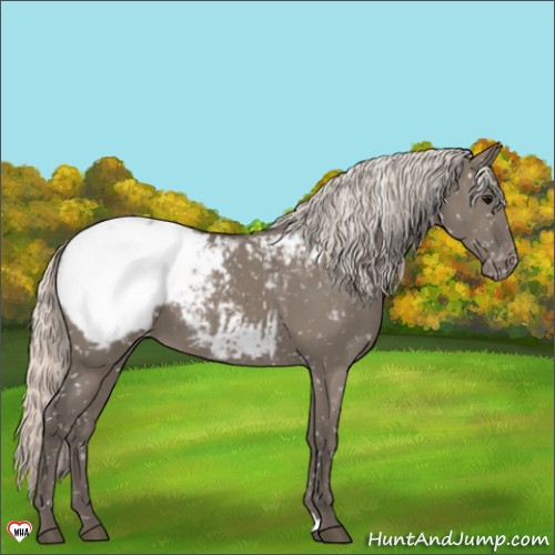 Horse Color:Silver Grullo Appaloosa 