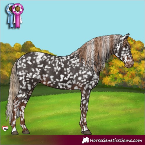 Horse Color:Liver Chestnut Appaloosa 