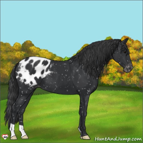 Horse Color:Black Appaloosa 
