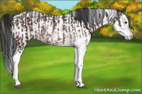 Horse Color:Brown Sabino Splash Appaloosa and Gray Brown Sabino Splash Appaloosa
