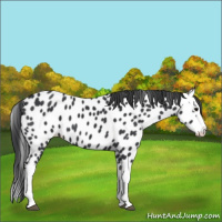 Horse Color:Black Splash Appaloosa 