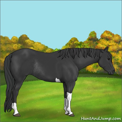 Horse Color:Black Tobiano Rabicano