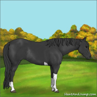 Horse Color:Black Tobiano Rabicano 