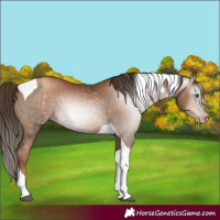 Horse Color:Gray Liver Chestnut Pearl Tobiano 