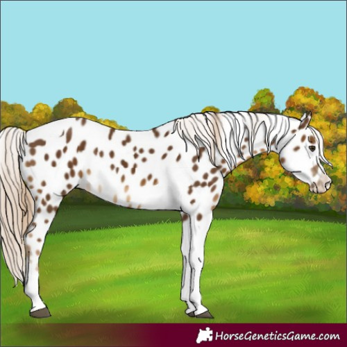 Horse Color:Chocolate Palomino Tobiano Appaloosa 