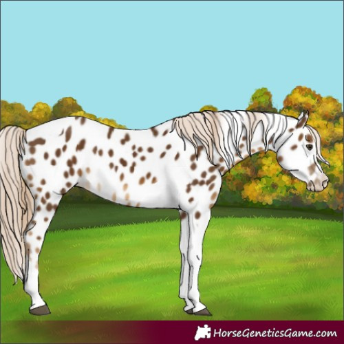 Horse Color:Chocolate Palomino Tobiano Appaloosa 