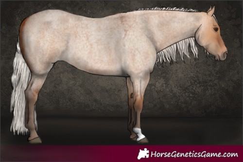 Horse Color:Silver Bay Roan Dun 
