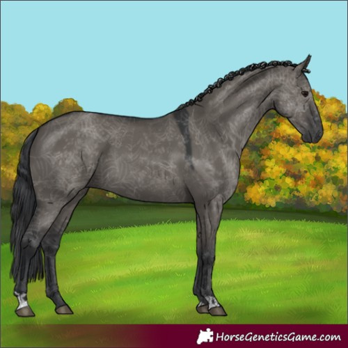 Horse Color:Grullo 