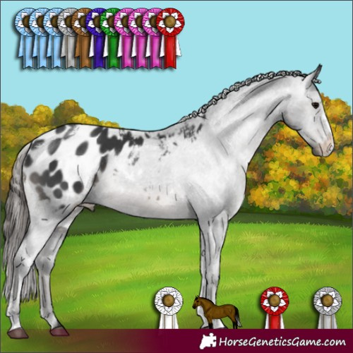 Horse Color:White Spotted Black Sabino Appaloosa Rabicano 