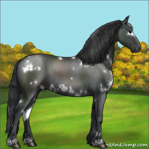Horse Color:White Spotted Black 