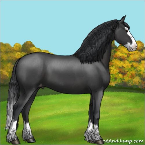 Horse Color:Black Sabino Splash Appaloosa 