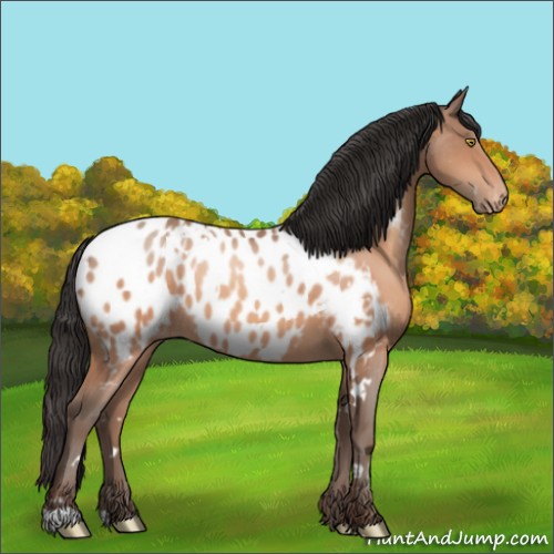 Horse Color:White Spotted Sable Champagne Appaloosa 