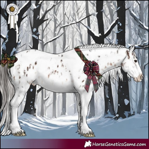 Horse Color:White Spotted Silver Brown Appaloosa  and White Spotted Brown Appaloosa 