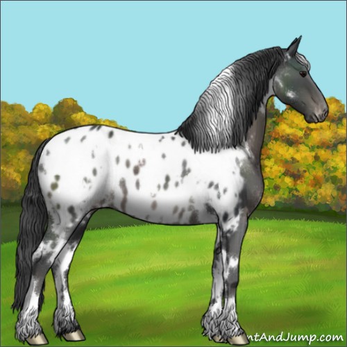 Horse Color:White Spotted Black Appaloosa 