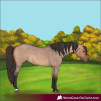 Horse Color:Bay Roan Dun 