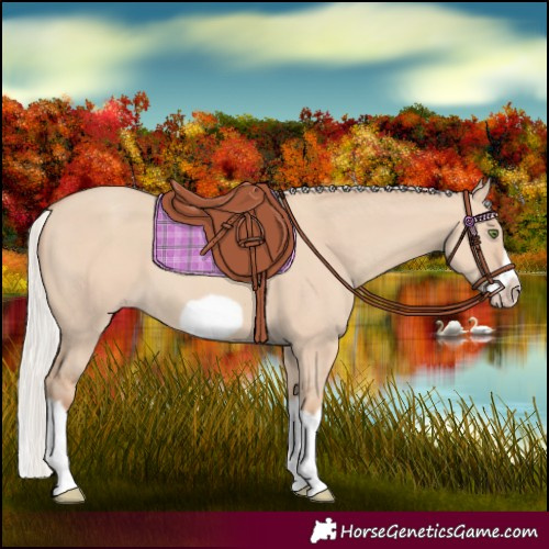 Horse Color:Silver Classic Champagne Dun Splash Frame