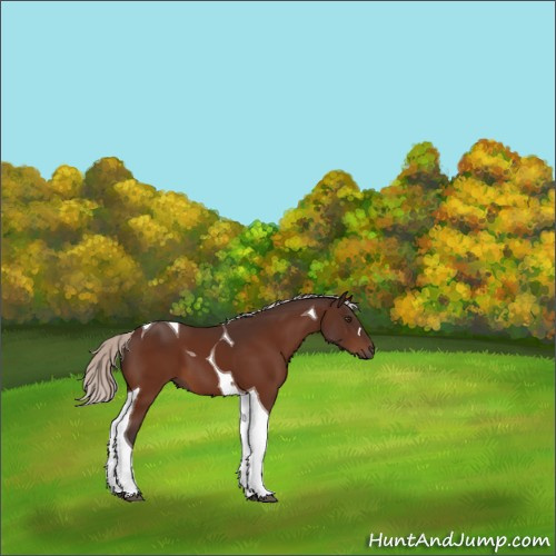 Horse Color:Unknown 