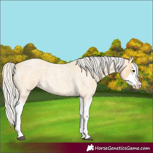 Horse Color:Silver Buckskin Roan Splash
