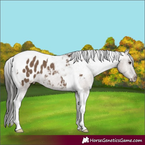 Horse Color:Liver Red Dun Tobiano Appaloosa