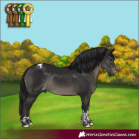 Horse Color:Gray Black Tobiano Appaloosa Rabicano 