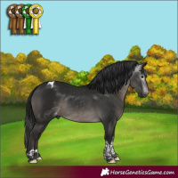 Horse Color:Gray Black Tobiano Appaloosa Rabicano 