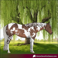 Horse Color:White Spotted Silver Brown Tobiano Rabicano 
