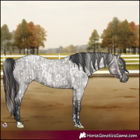 Horse Color:Sable Champagne Roan Sabino Near Leopard  and Grullo Roan 