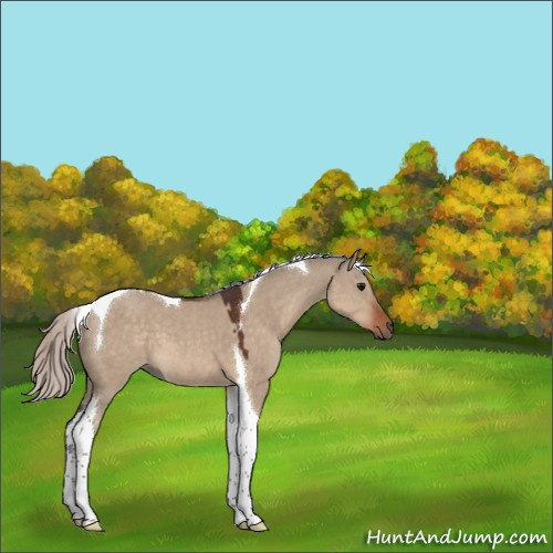 Horse Color:Unknown 
