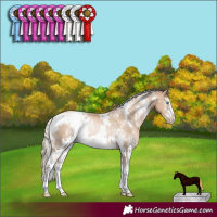 Horse Color:White Spotted Chocolate Palomino Pearl Sabino Rabicano