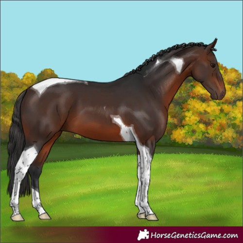 Horse Color:Brown Tobiano