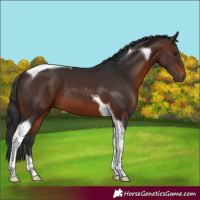 Horse Color:Brown Tobiano 