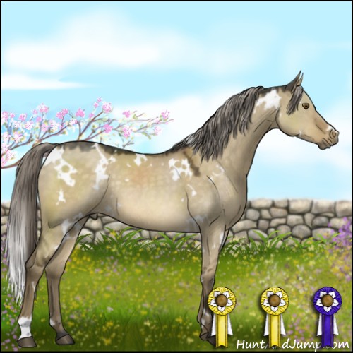 Horse Color:White Spotted Chocolate Palomino Dun Mushroom Rabicano 