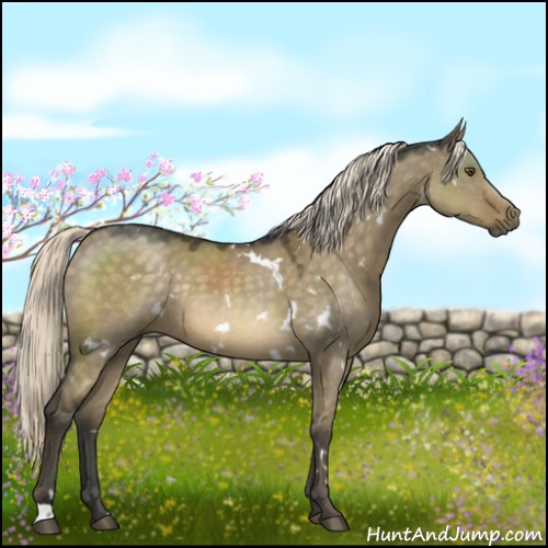 Horse Color:White Spotted Chocolate Palomino Dun Mushroom Rabicano 