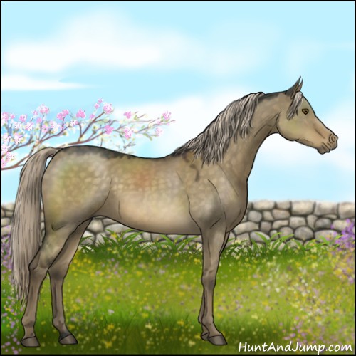 Horse Color:Chocolate Palomino Dun Mushroom Sabino Rabicano 