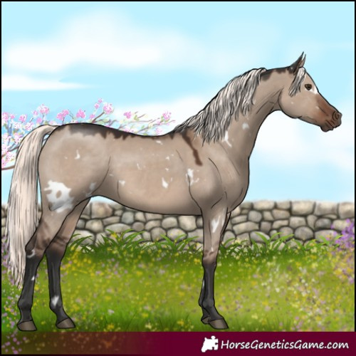 Horse Color:White Spotted Liver Red Dun Mushroom Rabicano 