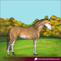 Horse Color:Buckskin Sabino