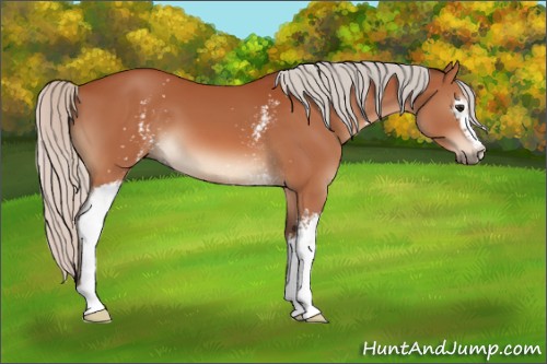 Horse Color:White Spotted Silver Bay