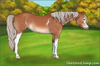 Horse Color:White Spotted Silver Bay