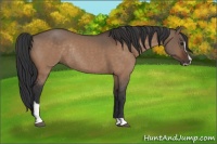 Horse Color:Bay Dun Sabino Rabicano