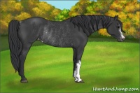 Horse Color:Black Varnish Rabicano 