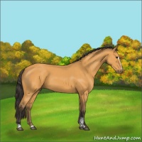 Horse Color:Buckskin Sabino