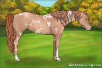 Horse Color:White Spotted Gold Champagne Rabicano 