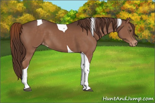 Horse Color:Liver Chestnut Tobiano Varnish