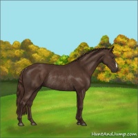 Horse Color:Liver Chestnut Rabicano