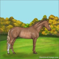 Horse Color:Chestnut Rabicano 