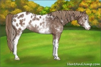Horse Color:White Spotted Liver Chestnut Appaloosa Rabicano