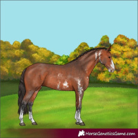 Horse Color:Bay Sabino Rabicano 